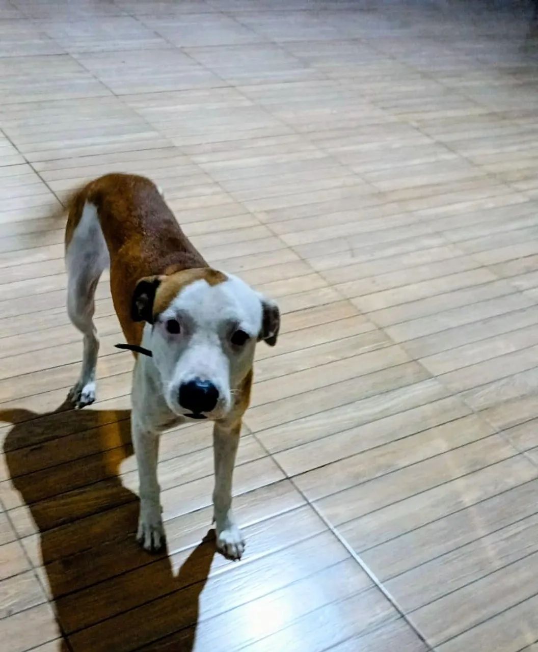 DOAÇÃO  RESPONSÁVEL (ANIMAL) - Foto 2