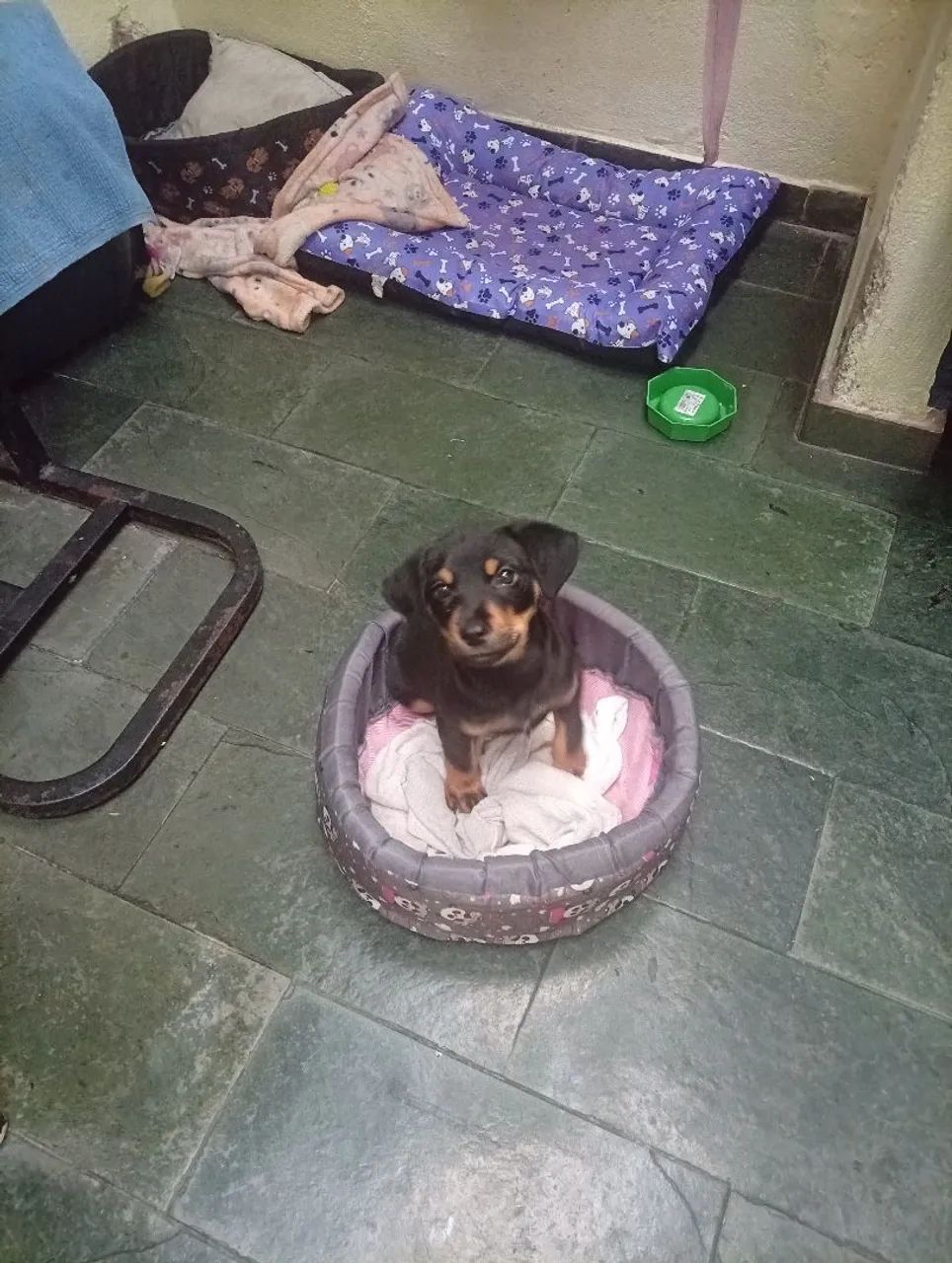 Doa-se Cachorro - Foto 4
