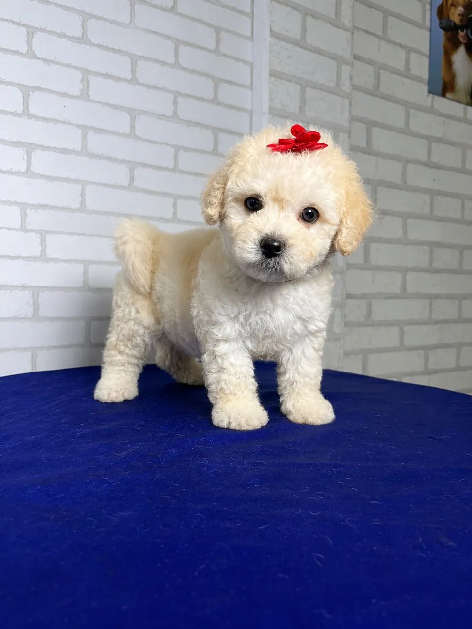 LINDO FILHOTE POODLE