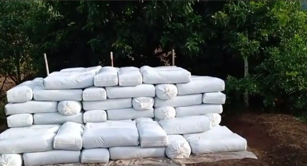 SILAGEM DE CAPIM ELEFANTE CAPIAÇU DISPONÍVEL PRA VENDA  - Foto 2