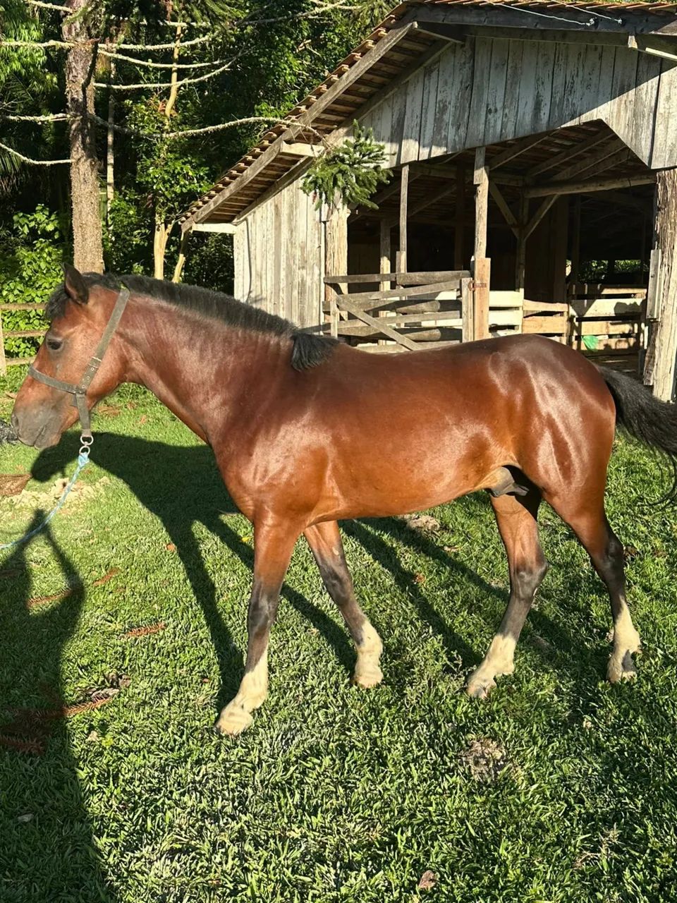 Vendo cavalo crioulo - Foto 4