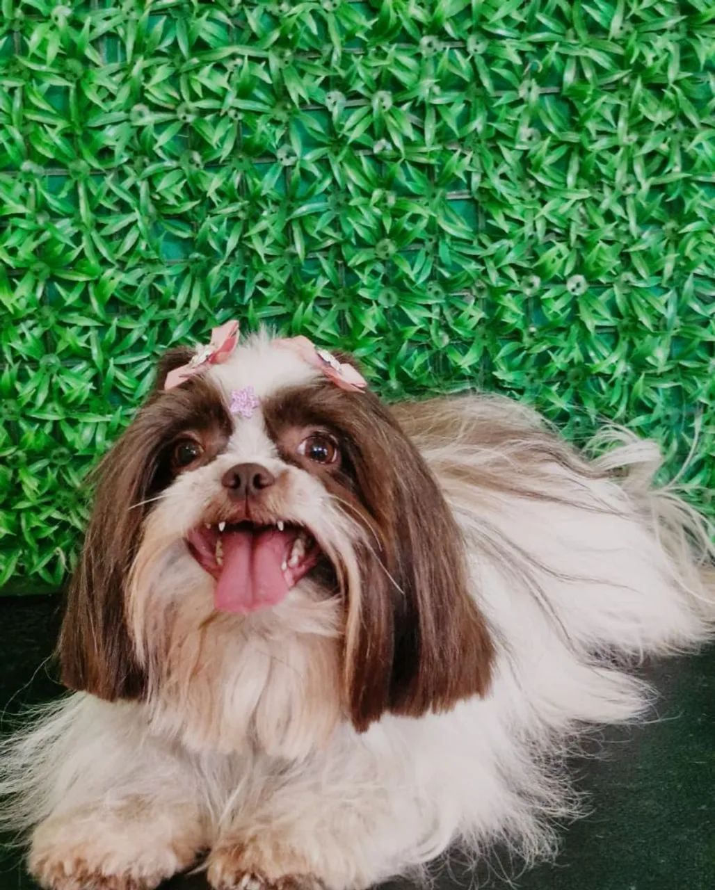 2 Filhotes Lhasa Apso - Saudáveis e Muito Fofos - Foto 3