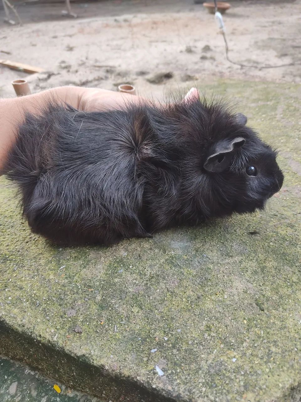 Vendo porquinho da índia  - Foto 2