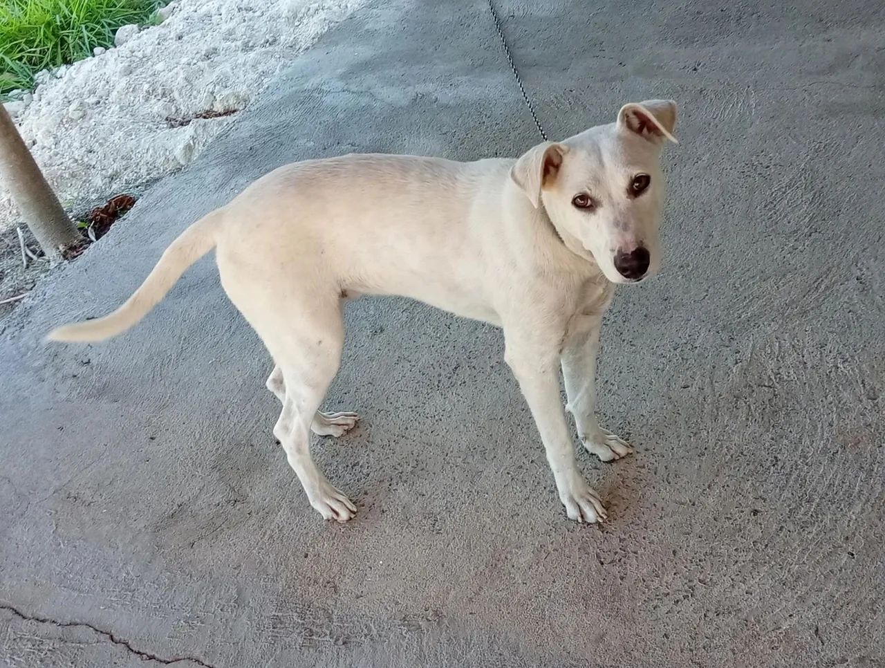 Adoção de cachorro  - Foto 2