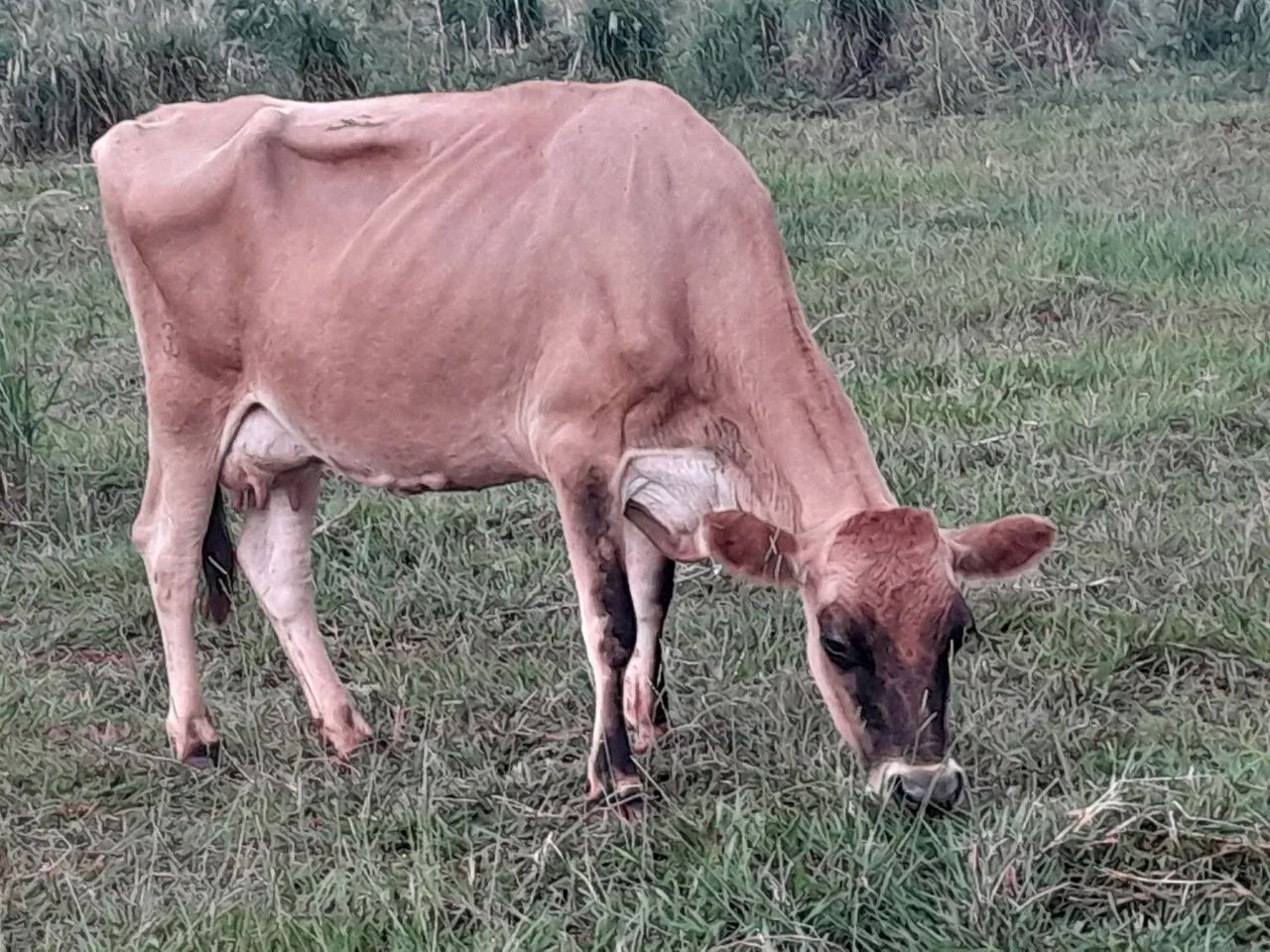 Novilhas e vacas leiteiras  - Foto 6