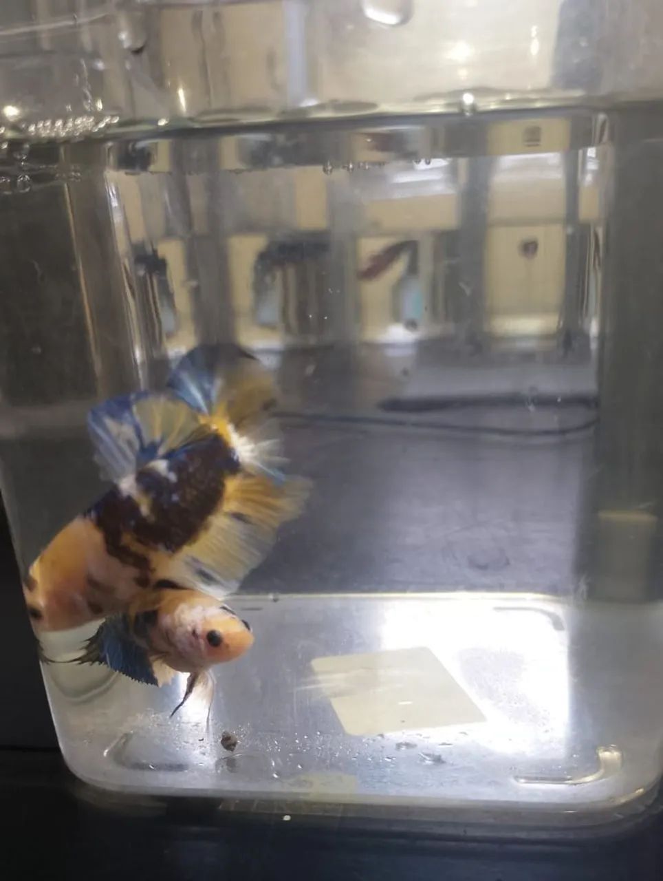 Betta YF - Foto 4