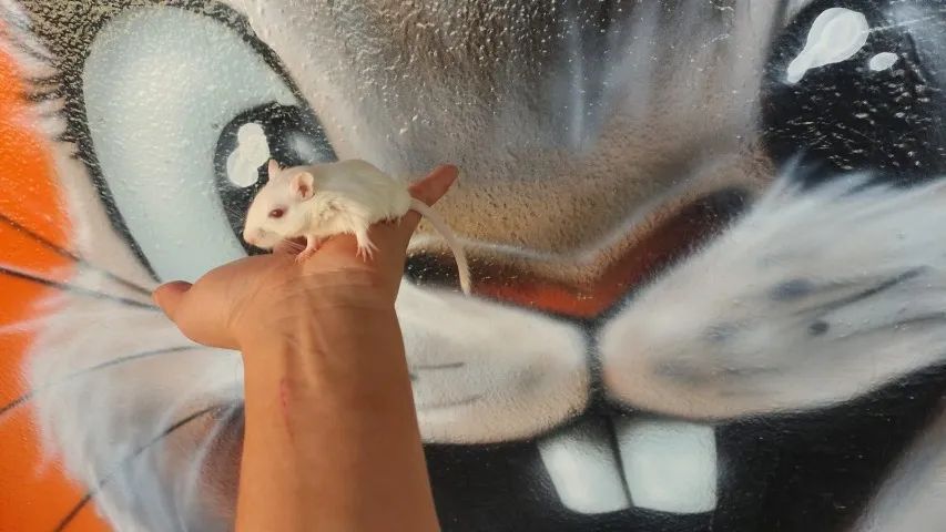 Gerbil - Esquilo da Mongólia - Foto 5