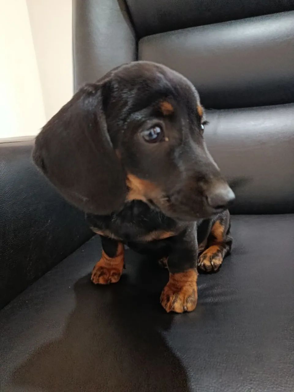 Dachshund  - Foto 4