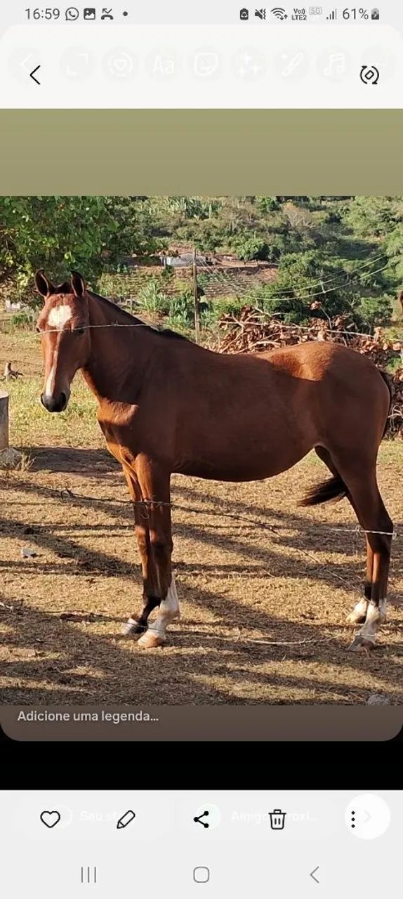 Cavalos, Éguas, Potros e Potras da raça Mangalarga Marchador - Foto 3