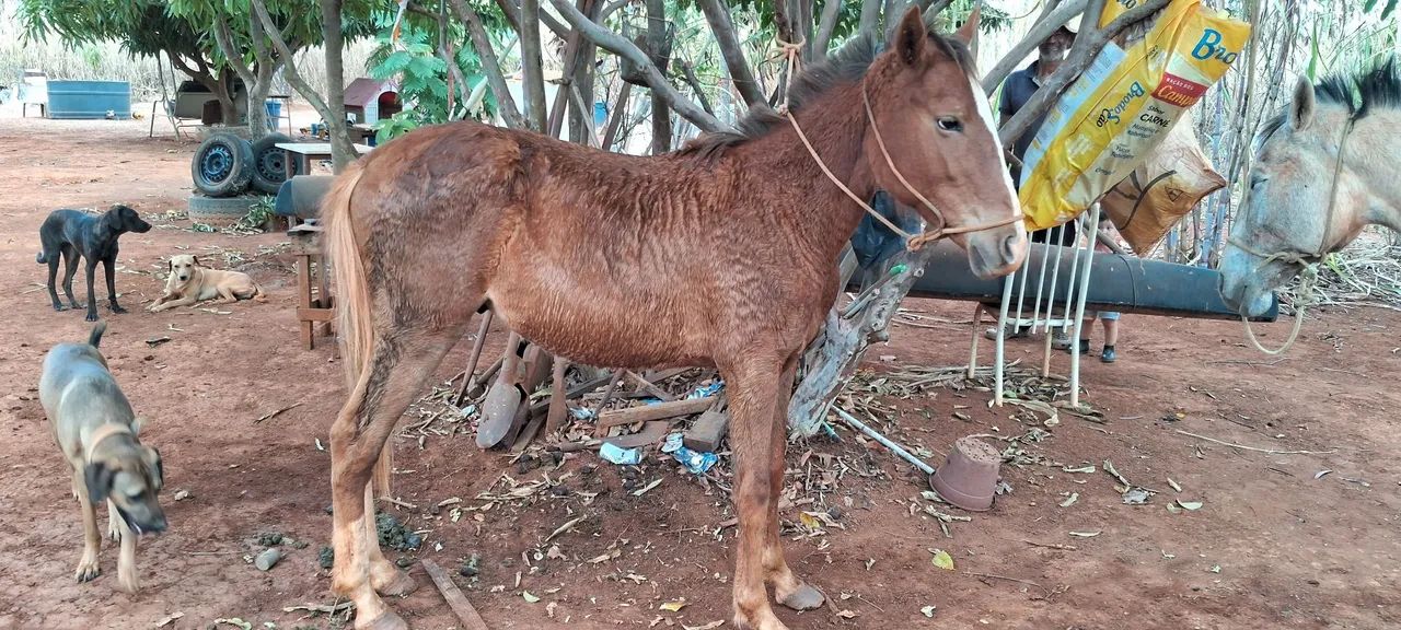Potro mangalarga - Foto 2