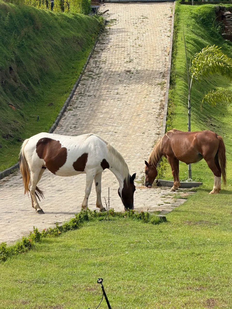 Éguas macha picada dócil 6anos 6conto