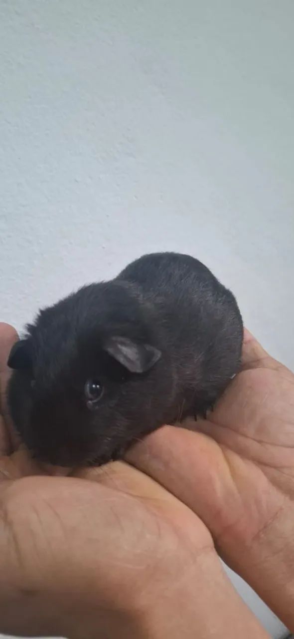 Porquinho da Índia Inglês Padrão Macho - Foto 2