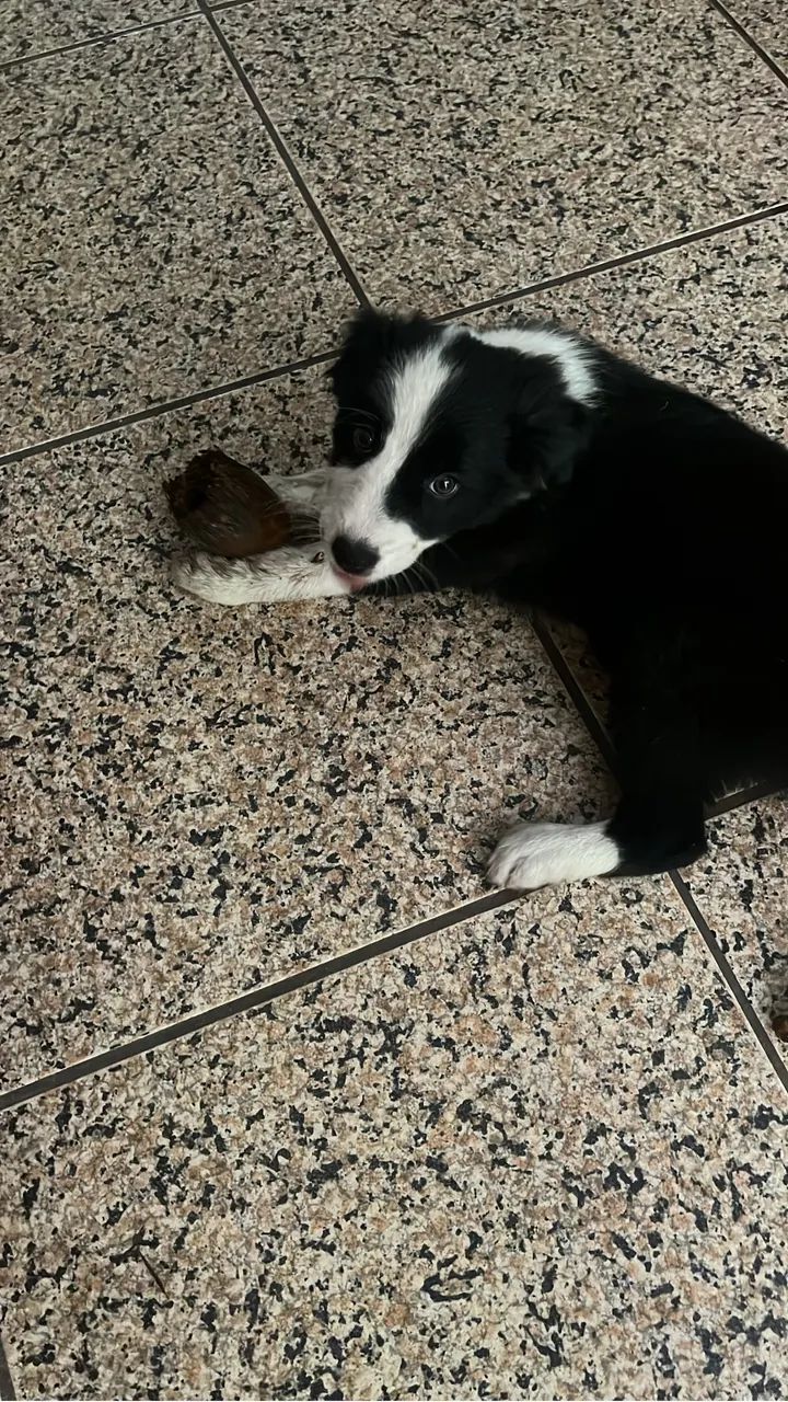 Filhote Boder Colie preto e branco !