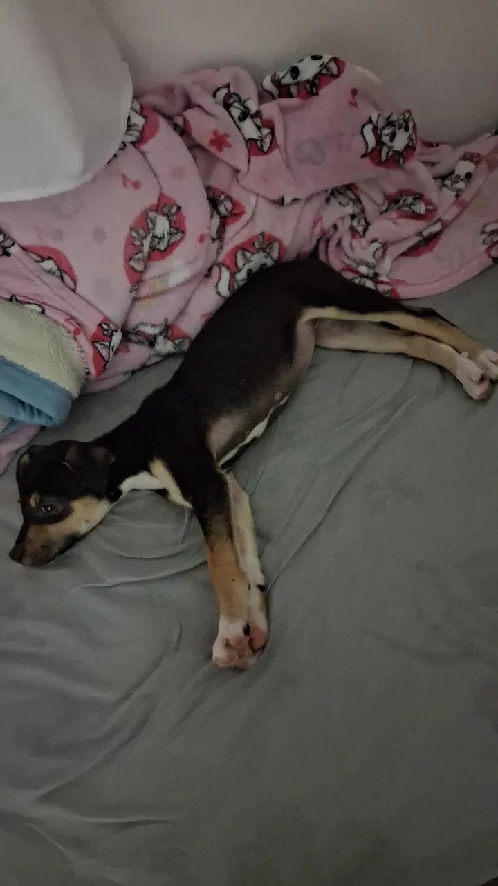 doação  - Foto 2