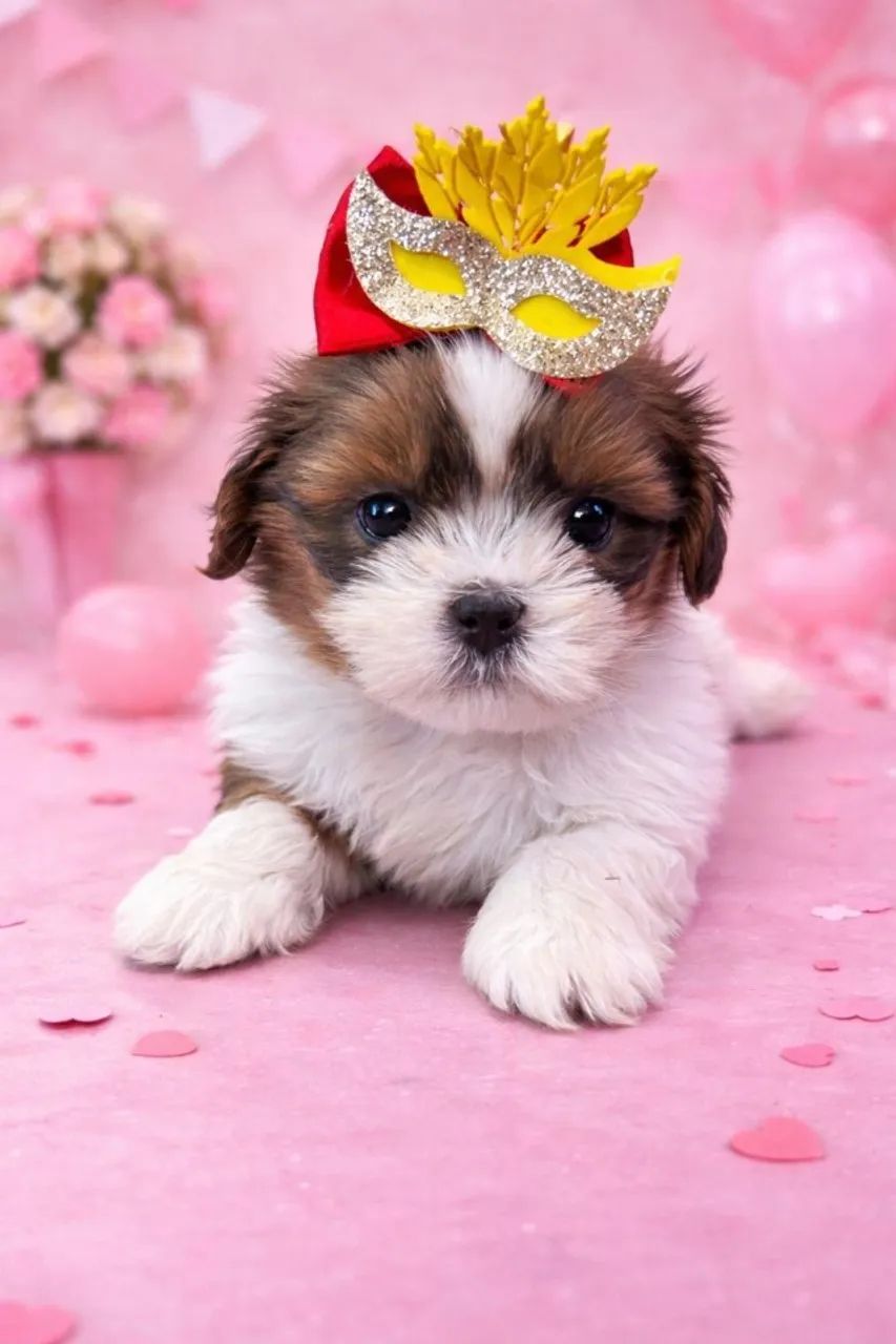 Encante-se com nossos Shih Tzu disponíveis - Foto 2