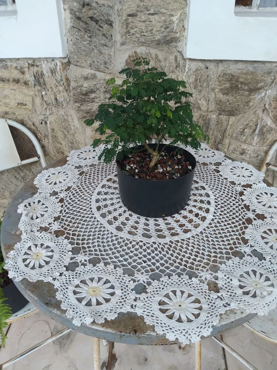 Bonsai Pitheco  - Foto 5