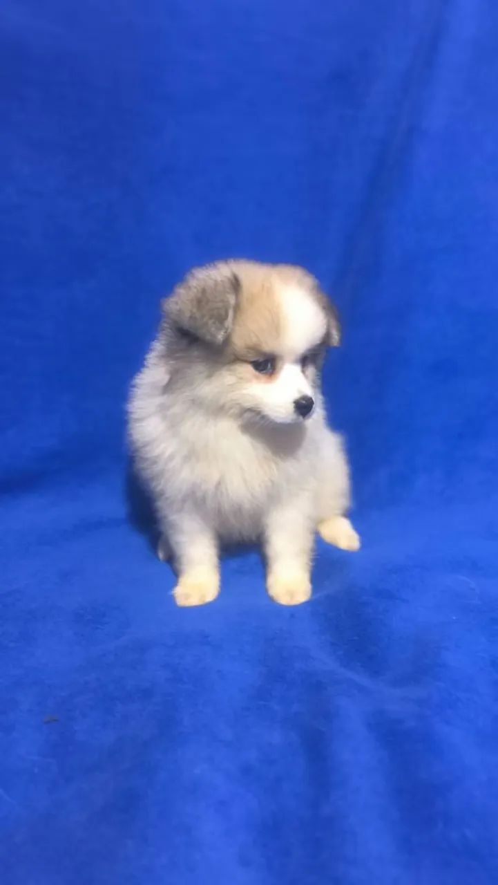 Spitz alemão pequeno - Foto 4