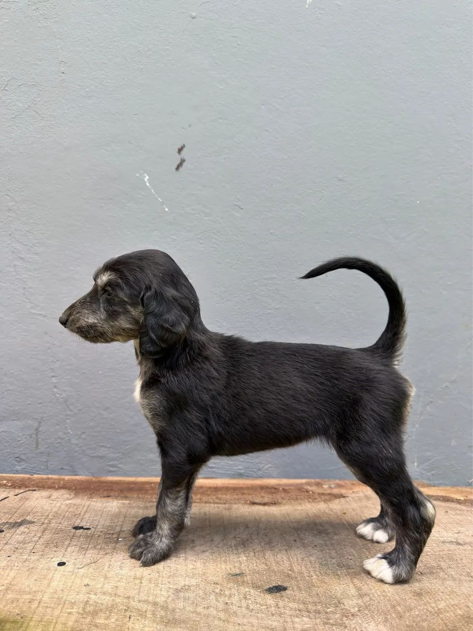 Filhotes de Afghan Hound  - Foto 5