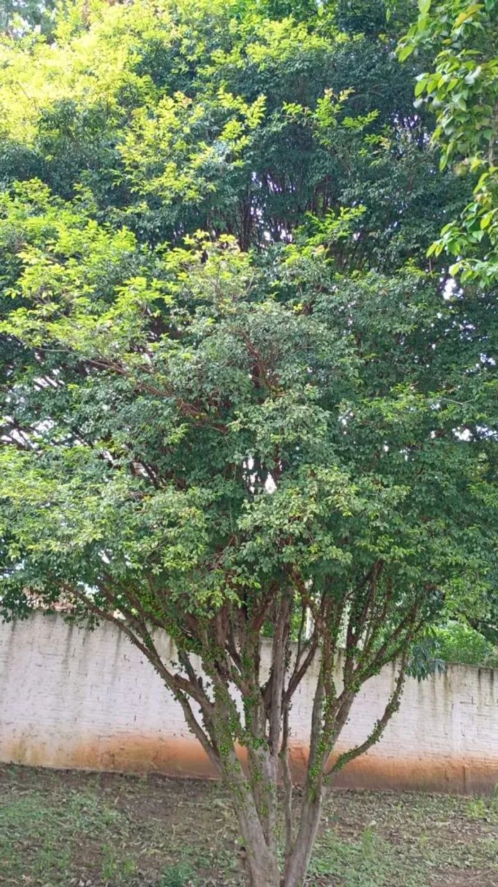 JABUTICABA SABARÁ