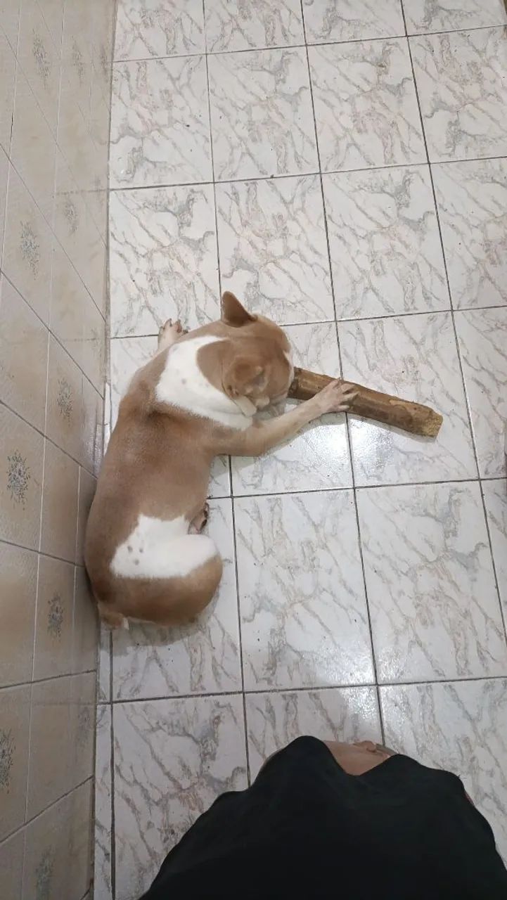 Buldogue francês  - Foto 3