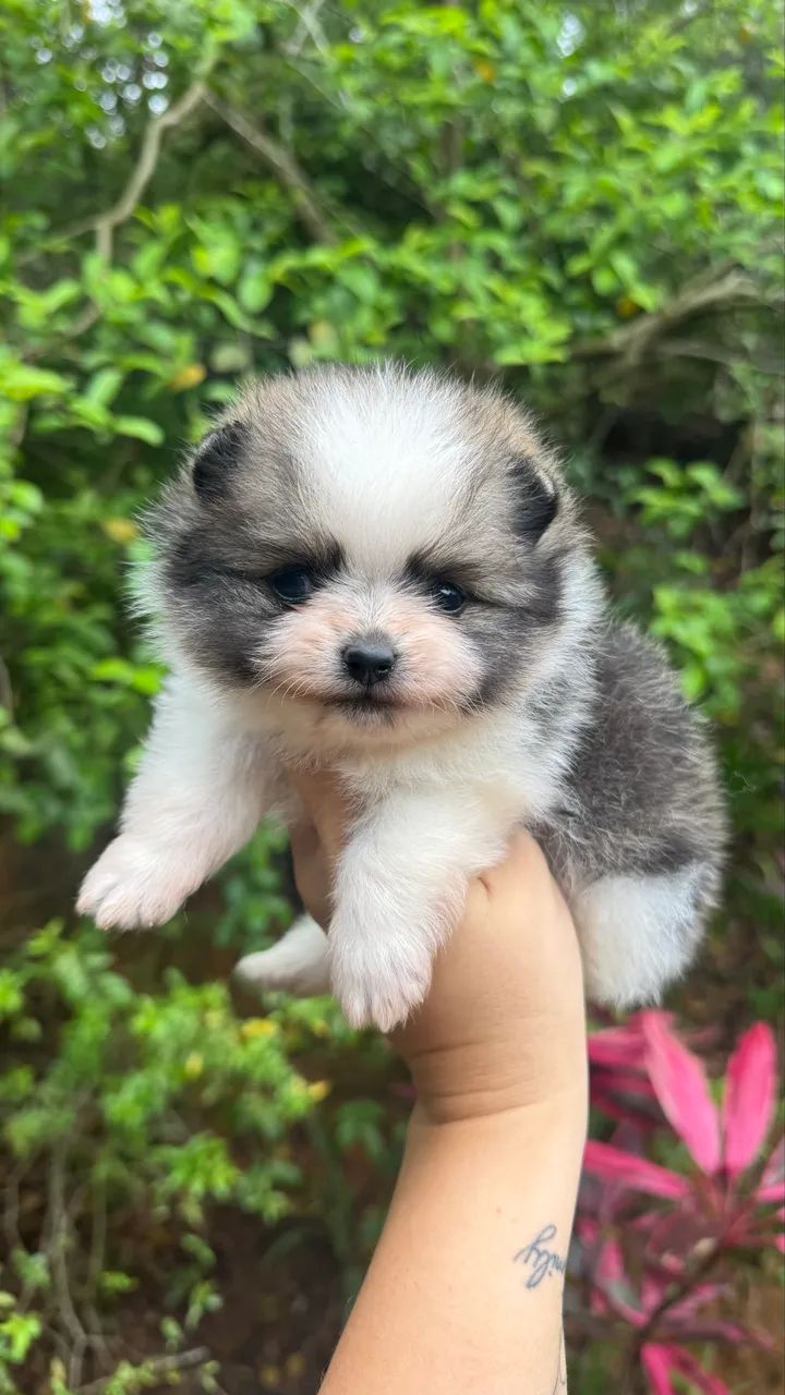 Spitz Alemão Macho - Foto 4