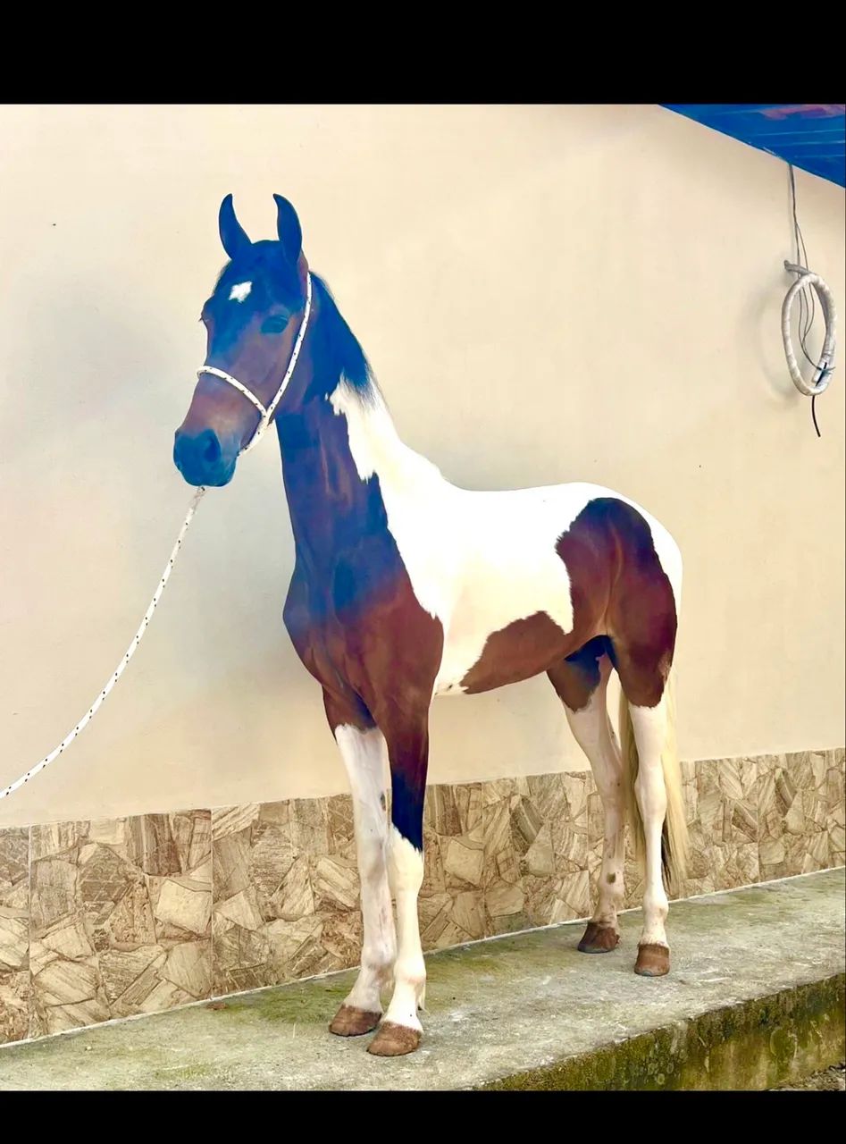 Cavalo Potro  castrado ótimo cavalo Genuíno de picada . - Foto 3