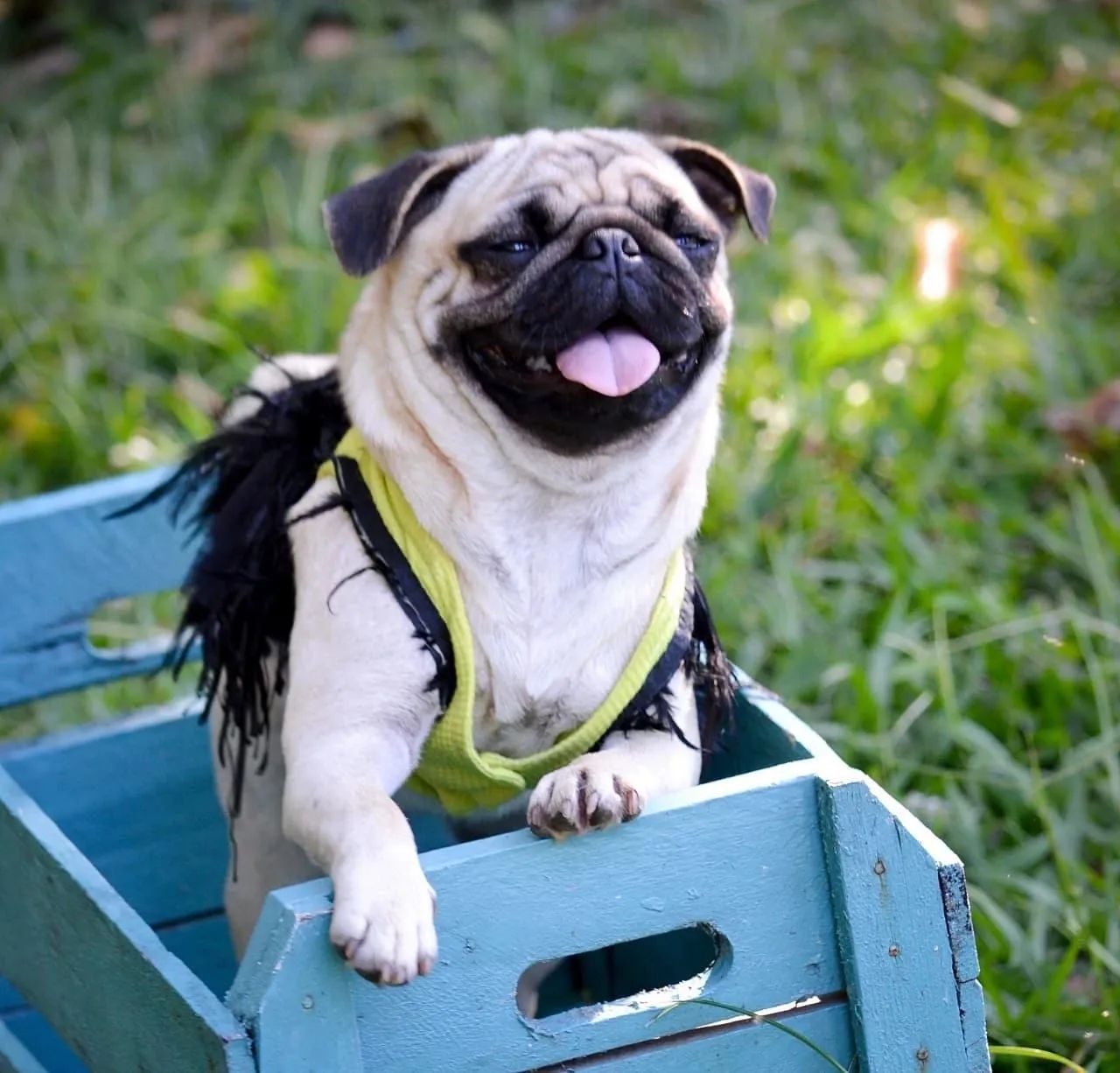 Pug fêmea menina nova OPORTUNIDADE 