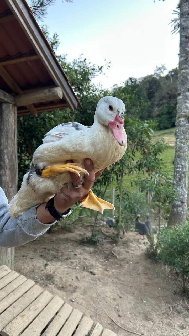 Patos jovens  - Foto 3