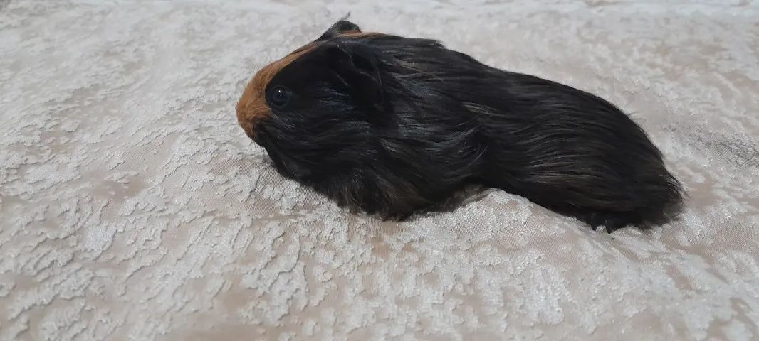 Pouquinho da índia  - Foto 2