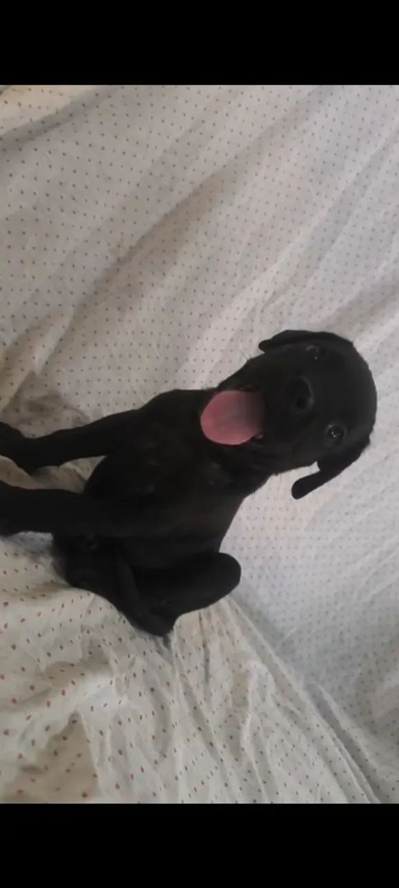 Filhotes de Cane corso  - Foto 2