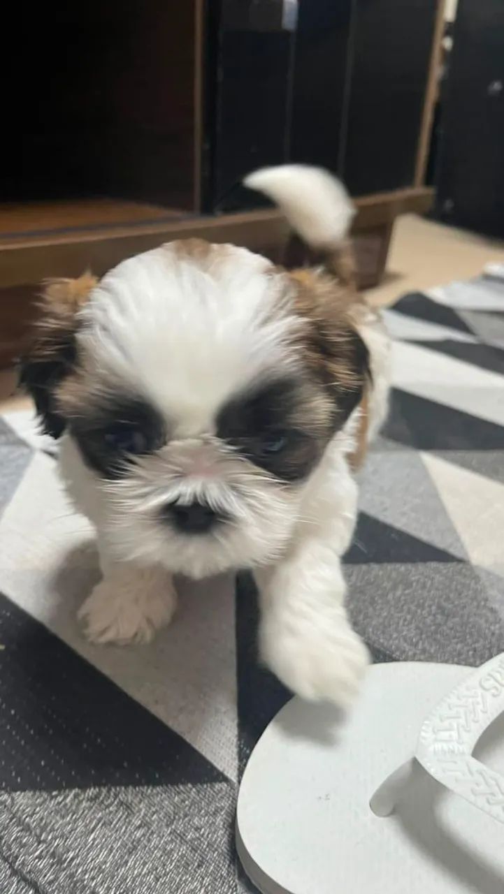 Shihtzus  - Foto 3