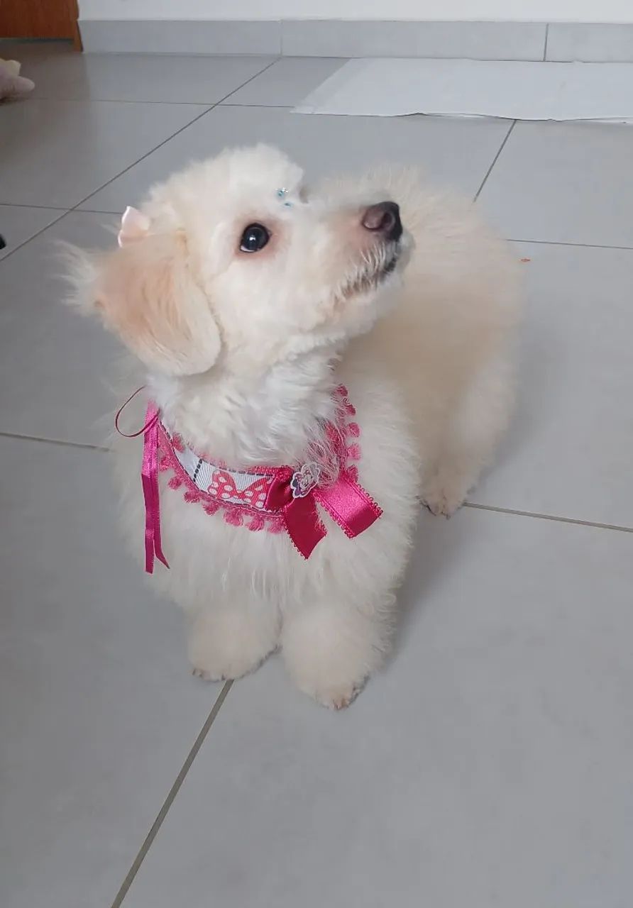 Cachorrinha Poodle Fêmea  - Foto 6