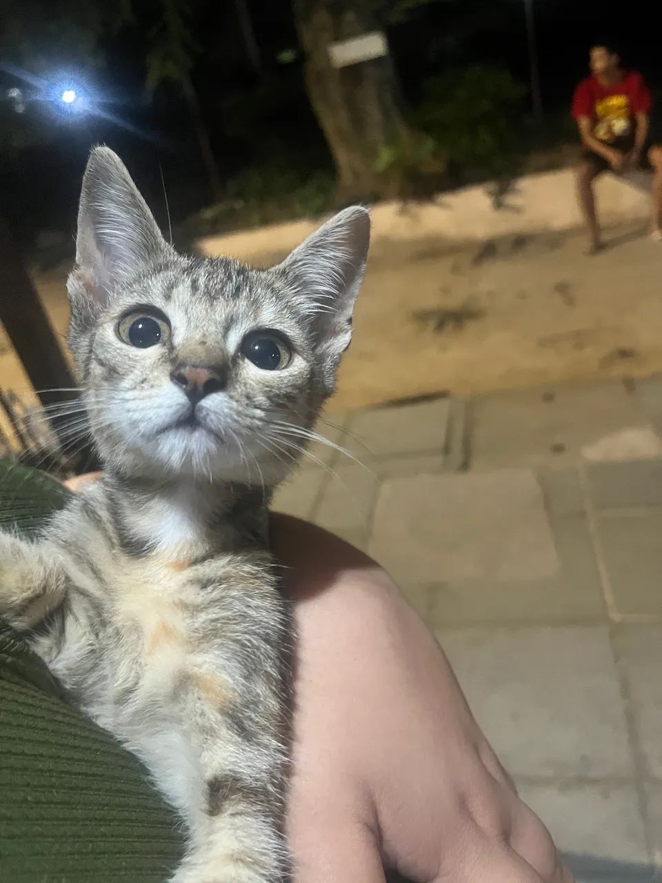 Gato fêmea  - Foto 2