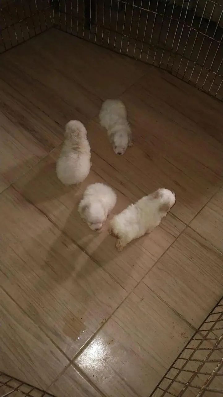 Poodle toyzinho - Foto 5