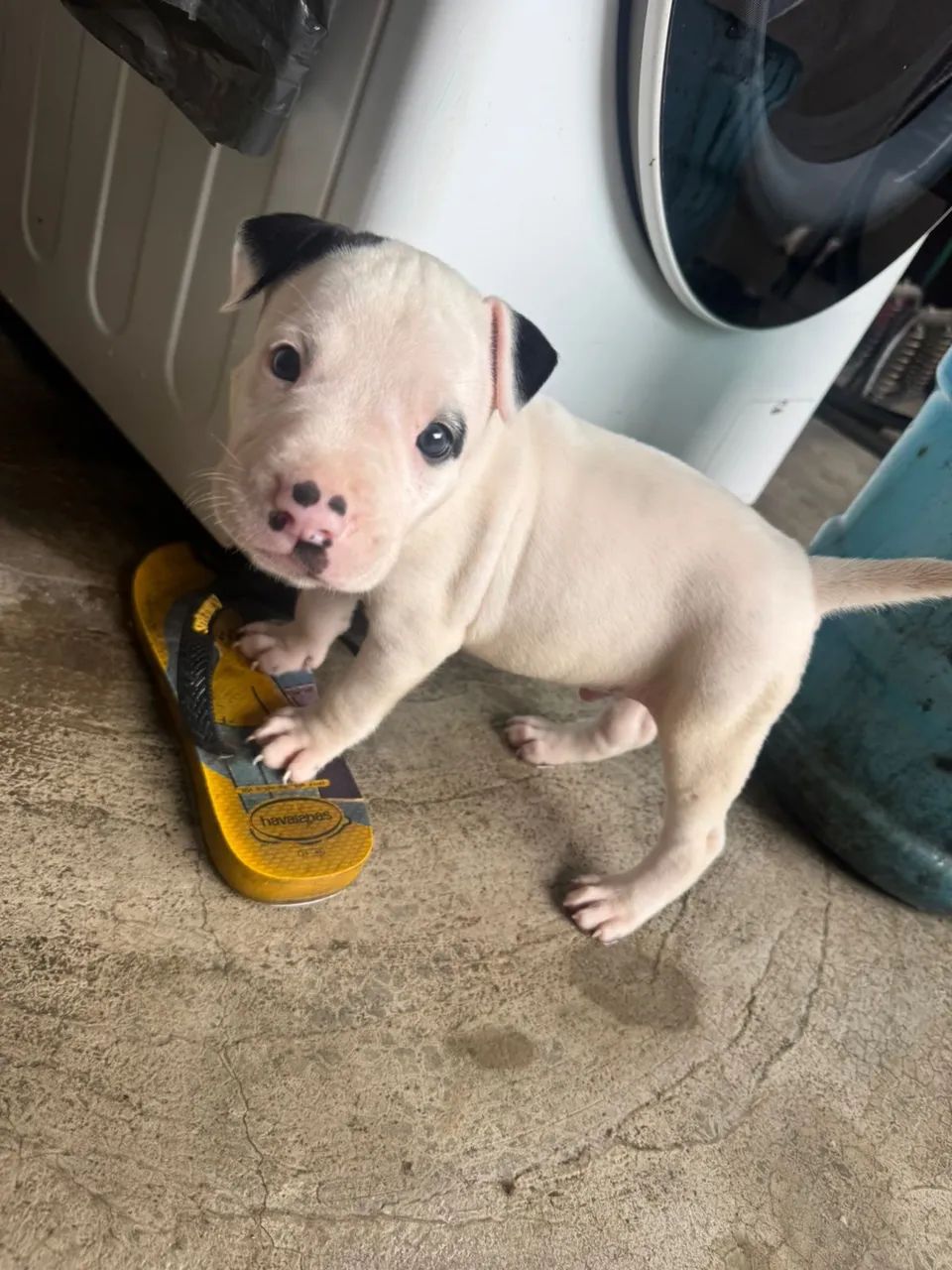 Cachorro  - Foto 5