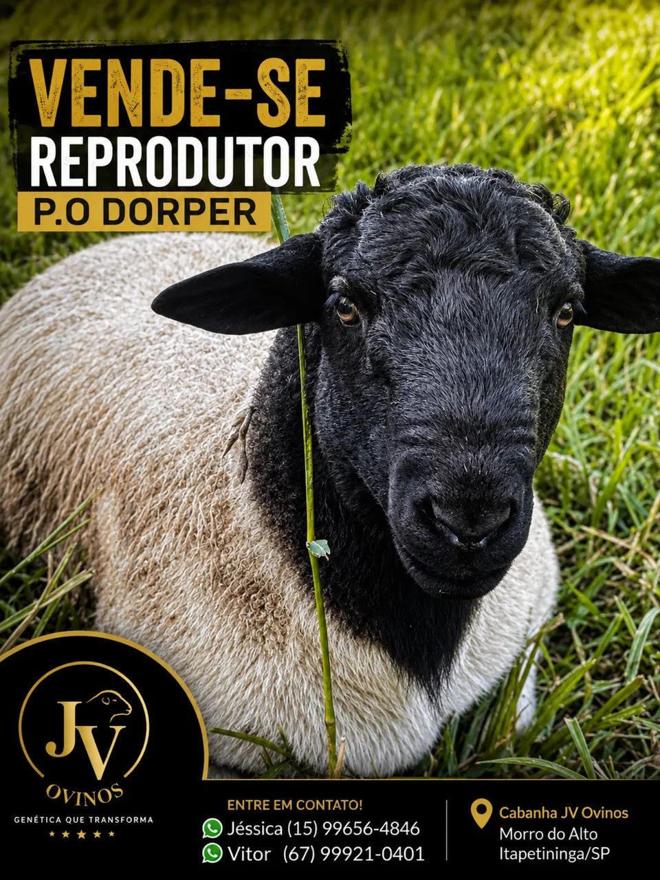 Reprodutor P.O