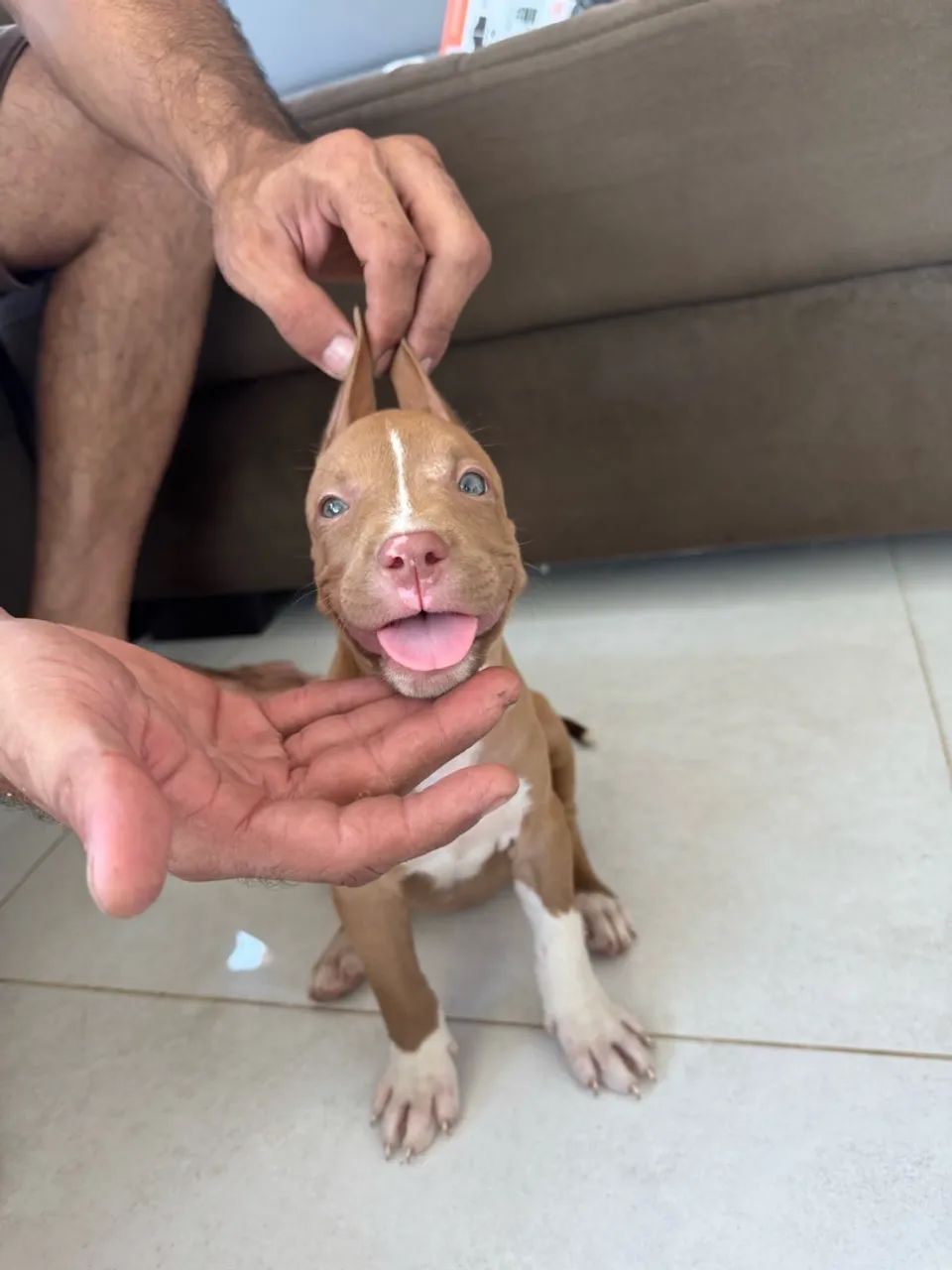 Vende-se filhotes de Pitbull 