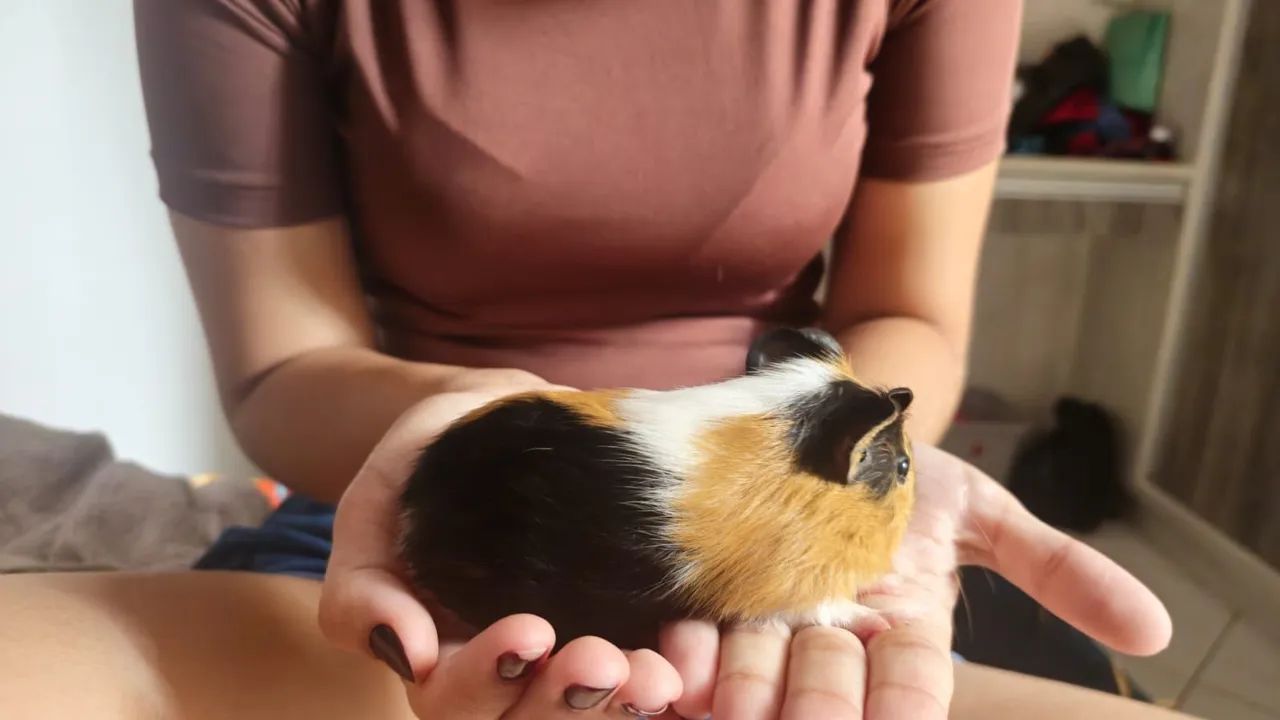 Filhotes de porquinho da india machos. - Foto 2