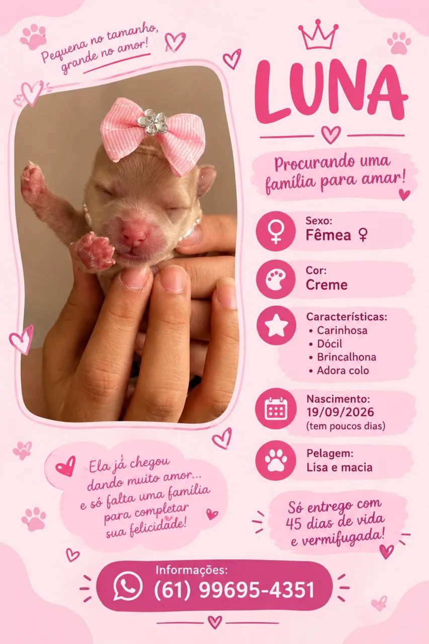 filhotes de poodle