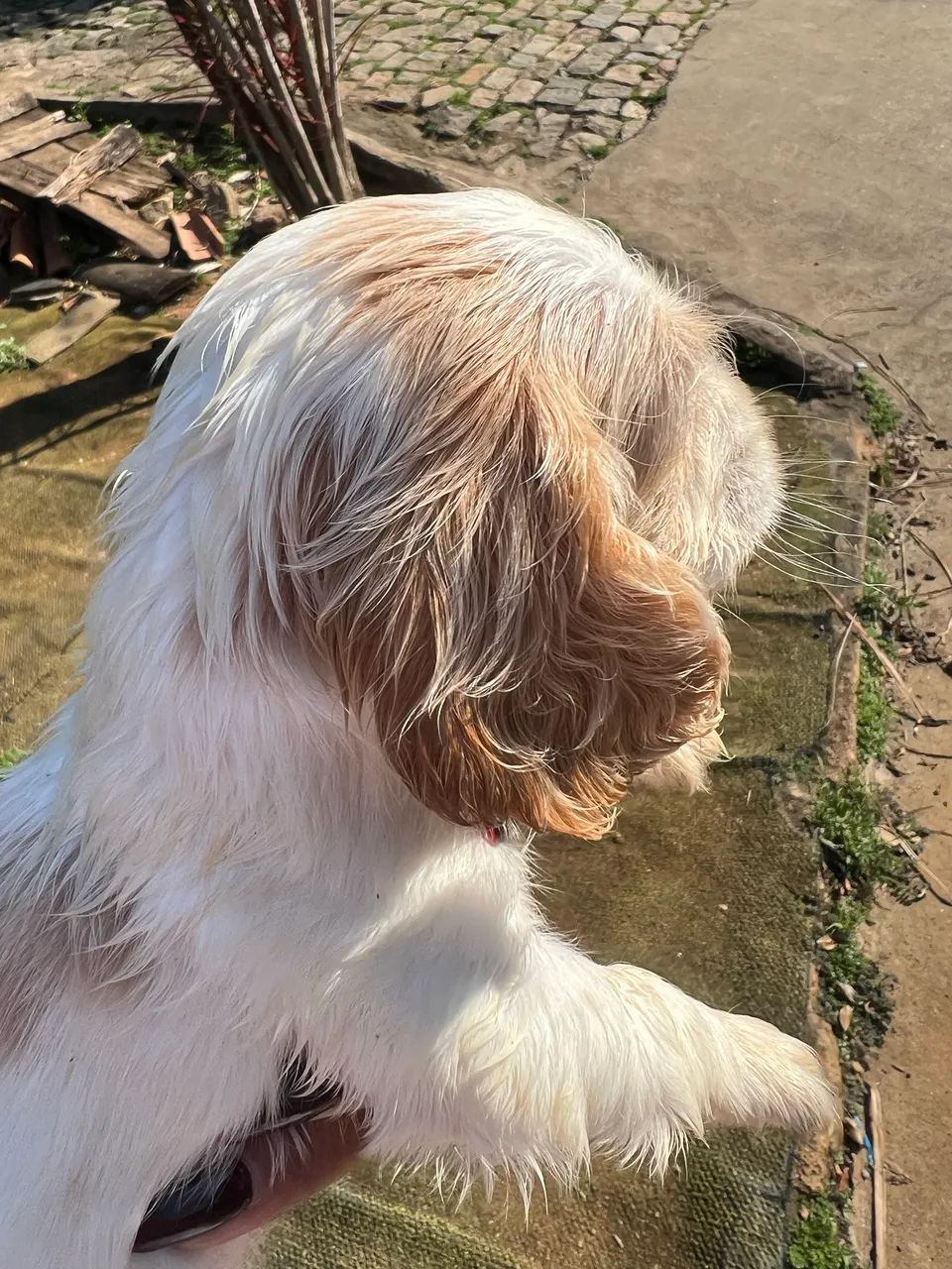 Coker spaniel - Foto 2