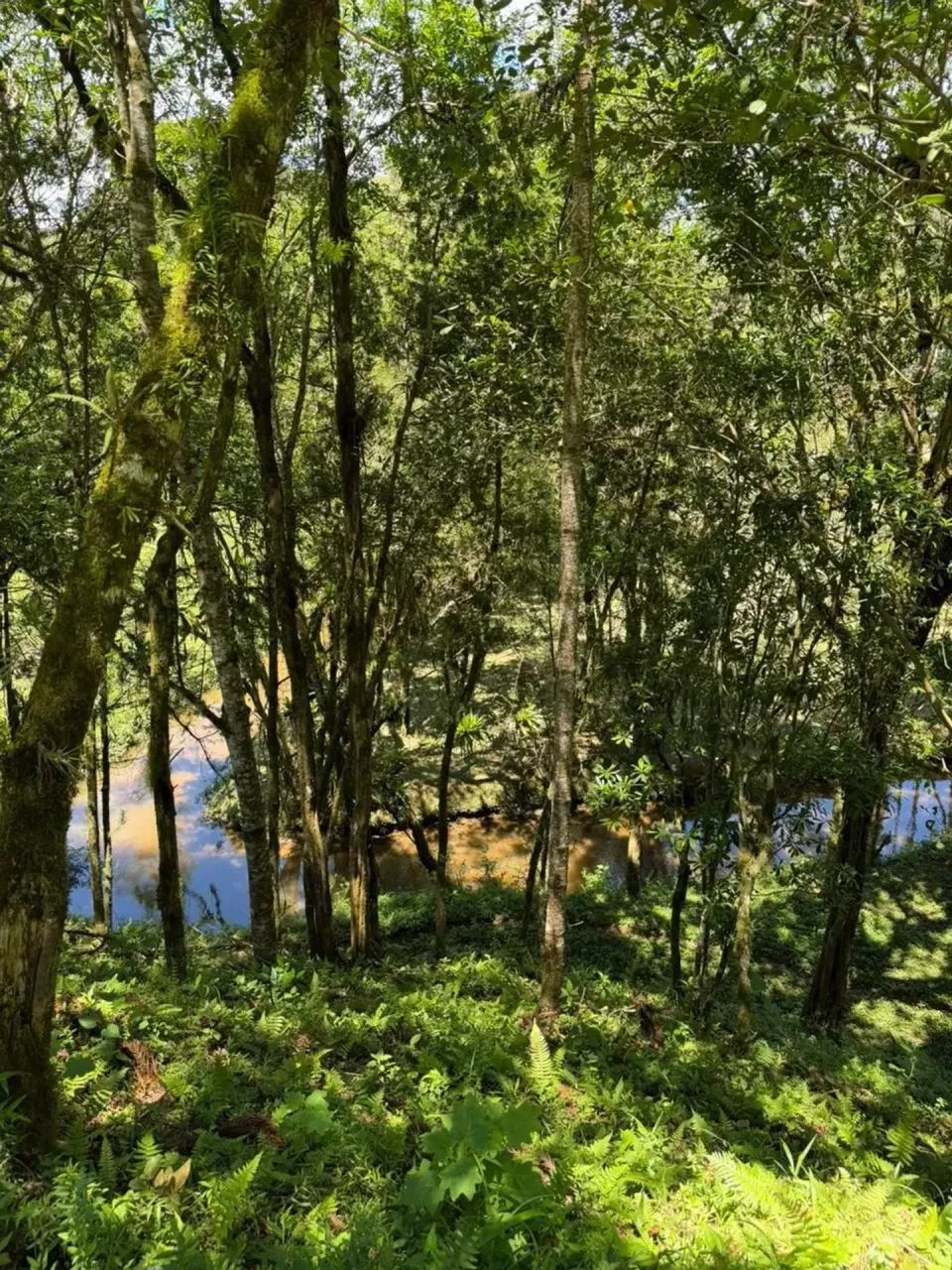 CHÁCARA ESCRITURADA À VENDA - CAMPO ALEGRE/SC - Foto 4
