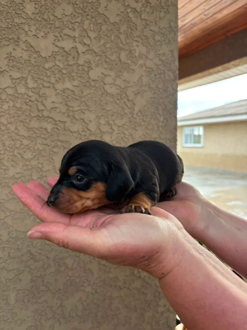 Dachshund  - Foto 3