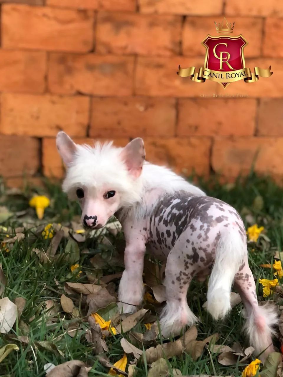 Cão de Crista Chinês filhotes - Foto 2
