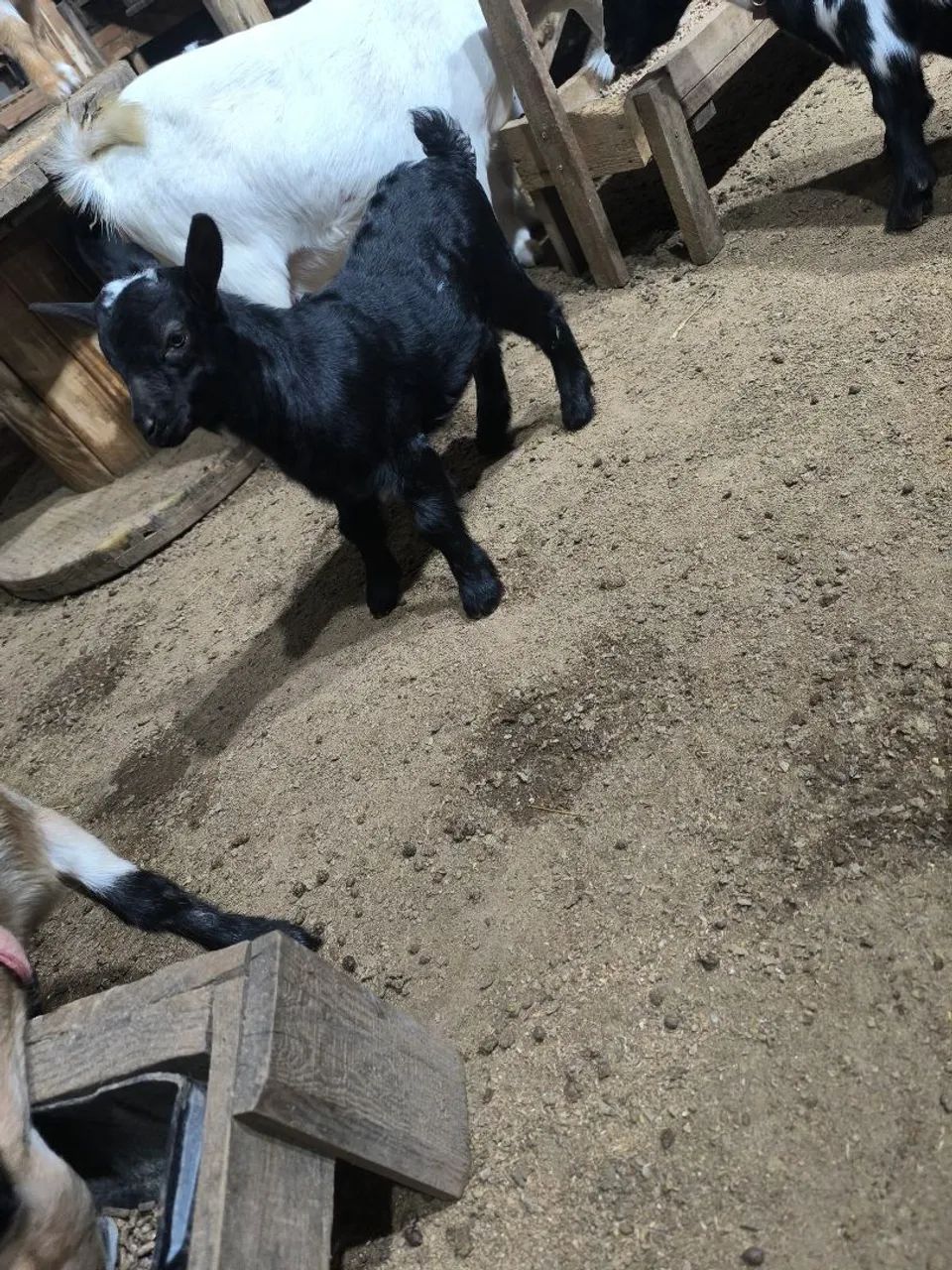 Mini cabras - Foto 2