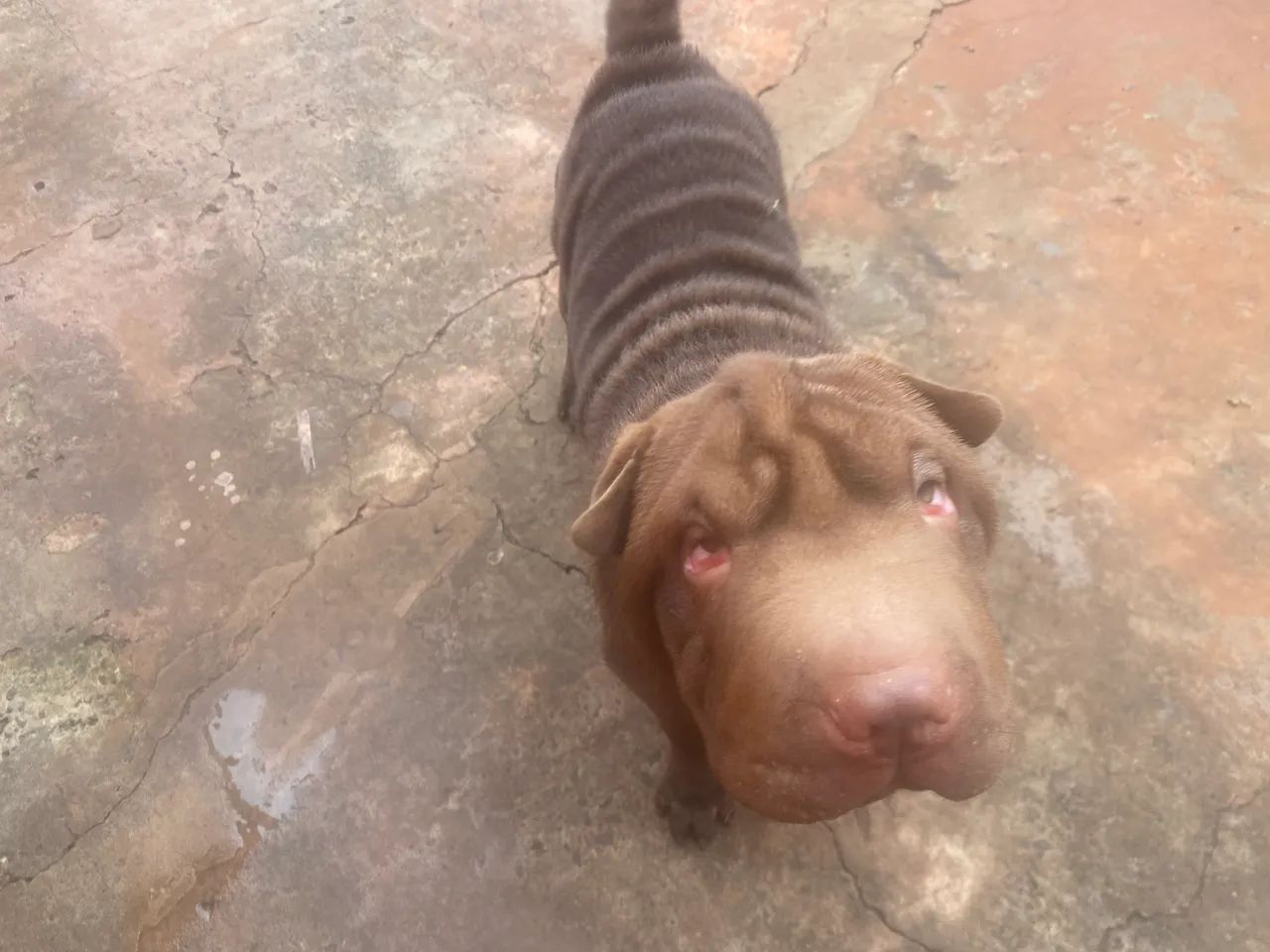 Shar pei - Foto 3