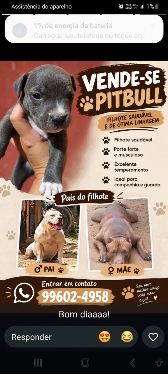 Filhote de pitibul  - Foto 3