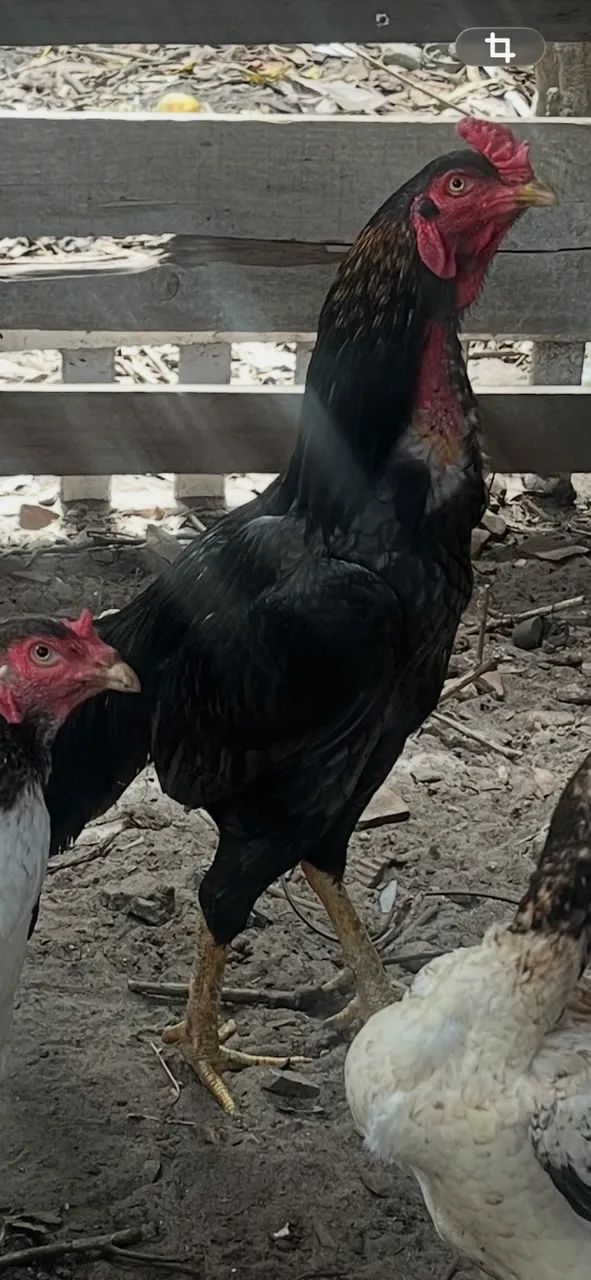 Galo - Foto 2