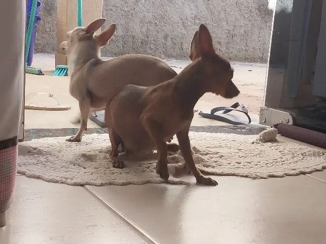Pinscher miniatura (0 com 1) - Foto 2
