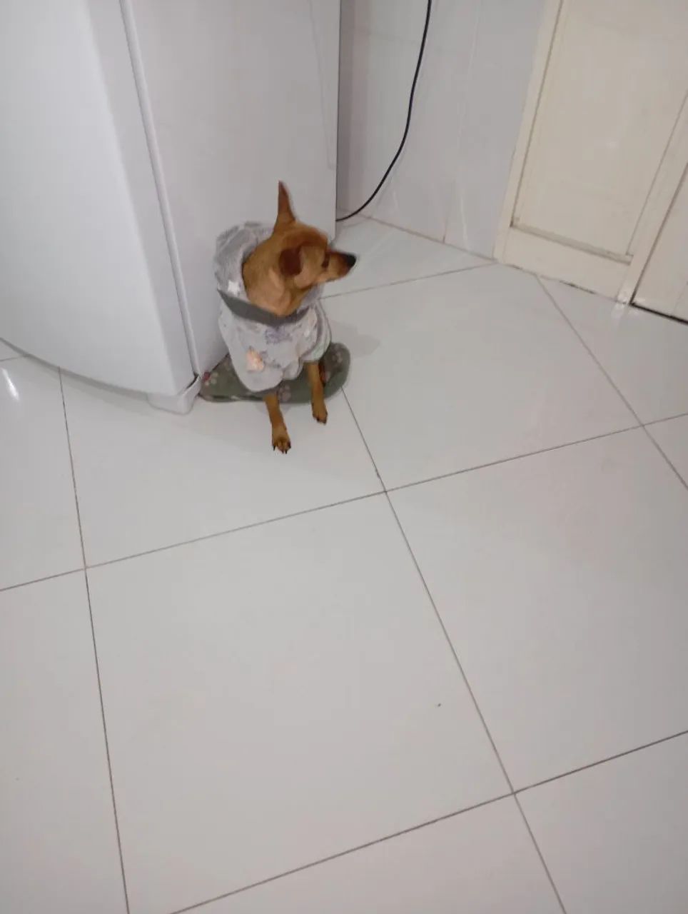 Roupinhas pra pets  - Foto 5