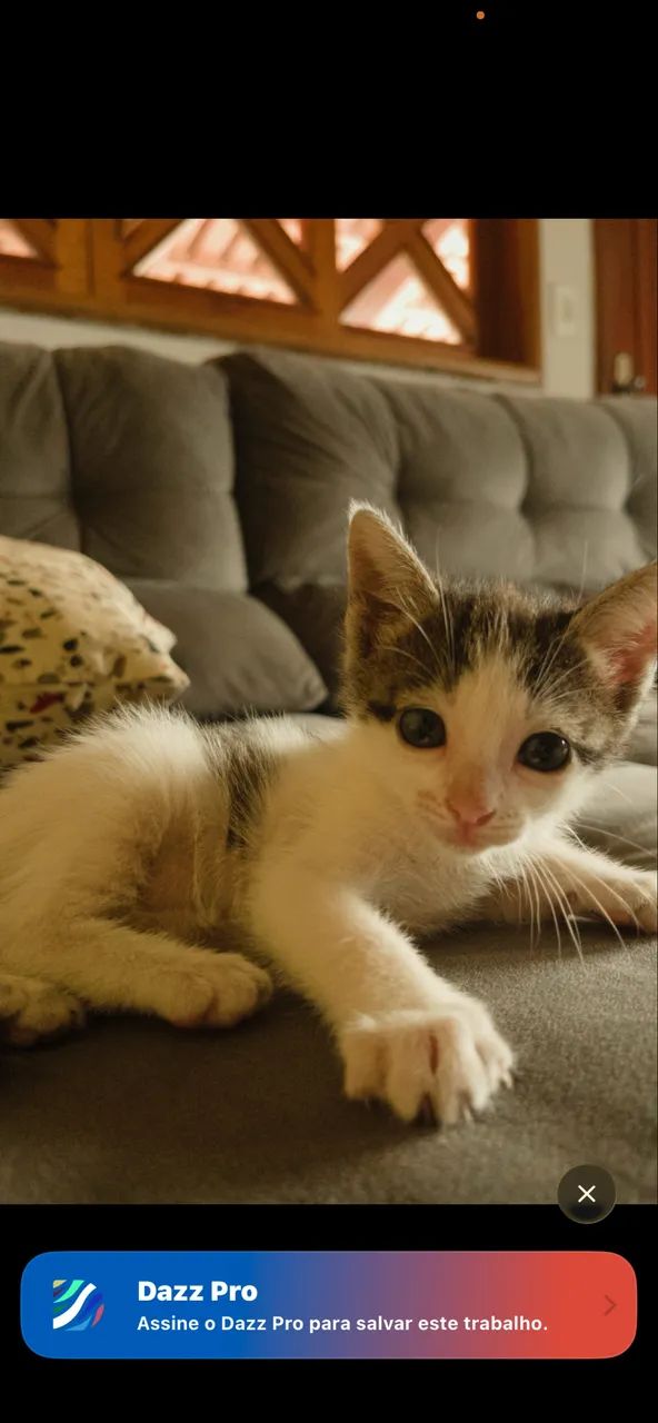 Filhotes de gato 